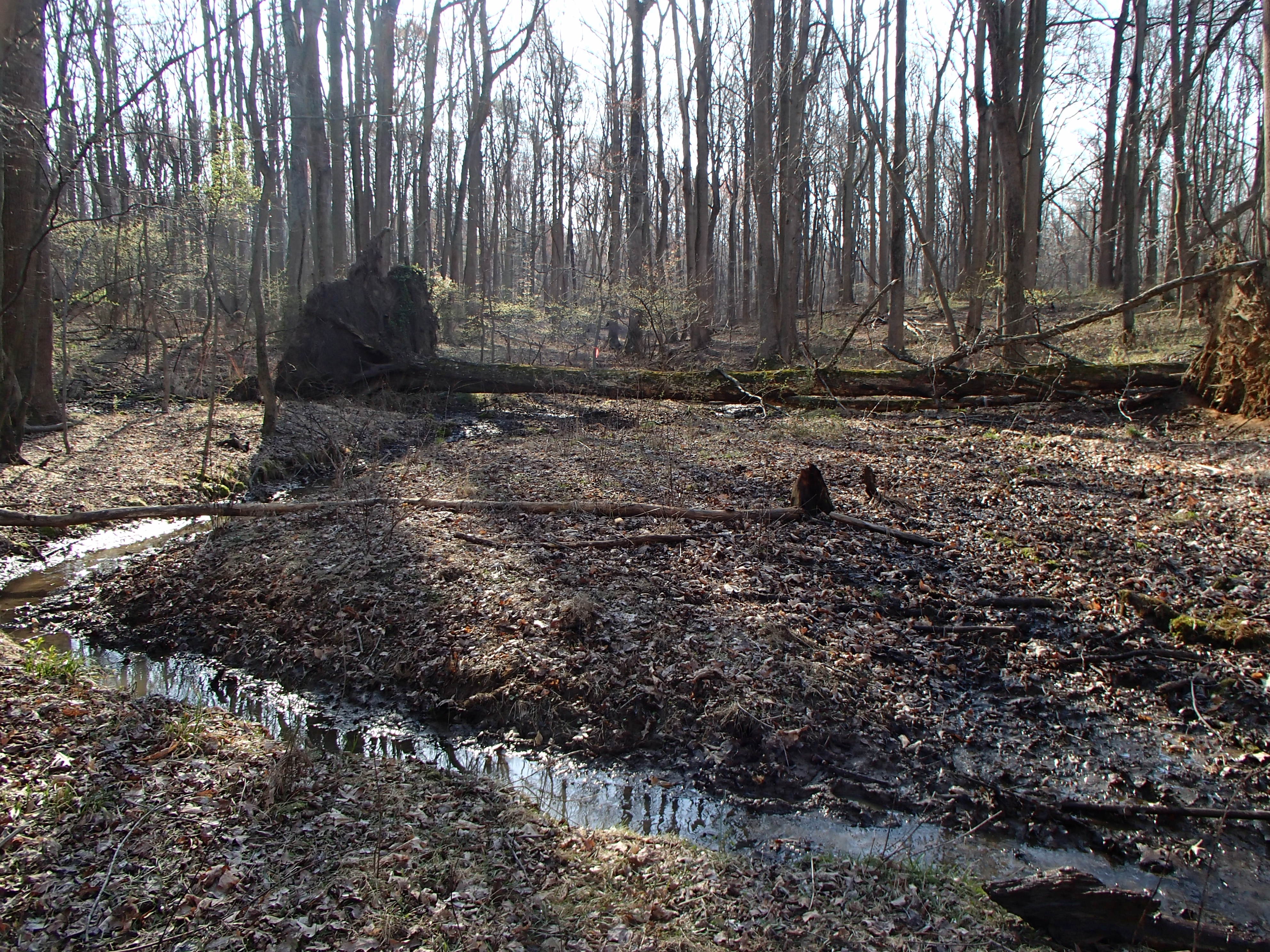 Field photo showing stream conditions at site LANG-115-R-2016_midpoint upstream